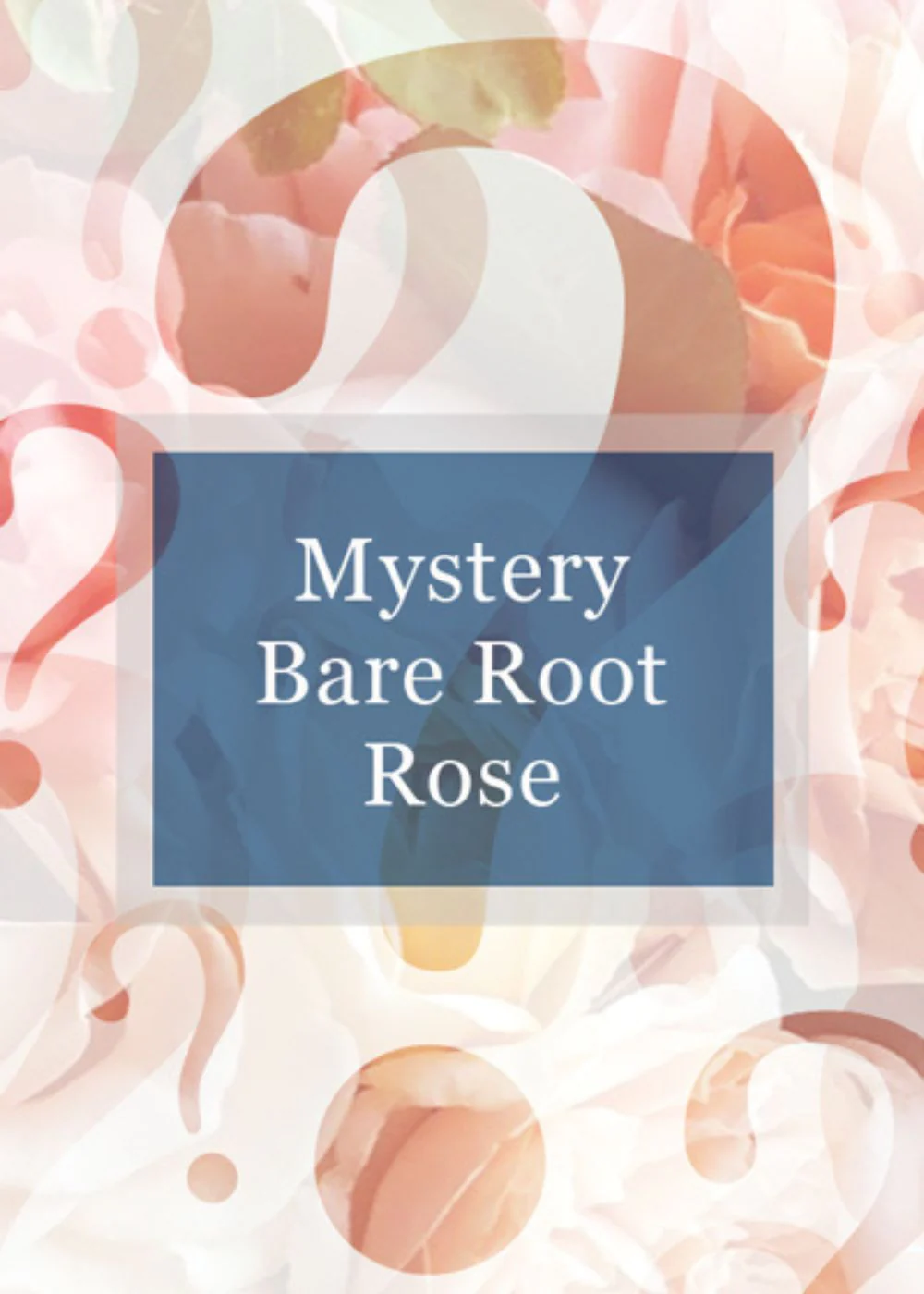 Bare Root Roses: Sale