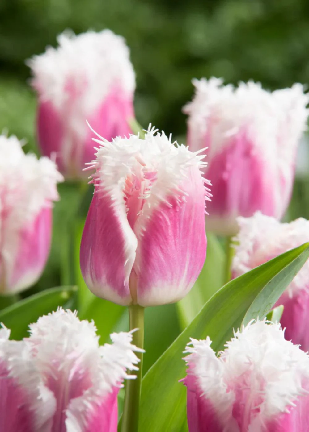 Gifts For The New Gardener